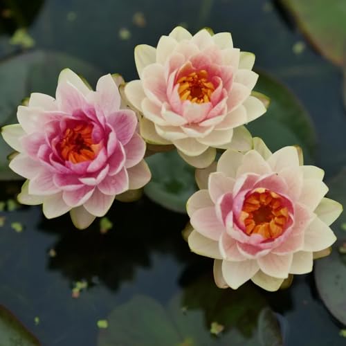 80 pcs lotus samen winterhart, seerosen pflanzen, aquarium pflanzen echt, terrarium pflanzen seerosen für teich - Nymphaea - aquarium pflanzen, deko pflanzen bodendecker winterhart, von Generic