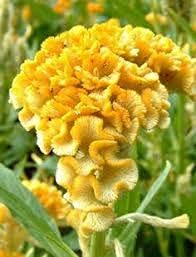 80 x yellow rooster comb flower seeds;Seeds Only 80 x yellow rooster comb flower seeds;Seeds Only von Generic