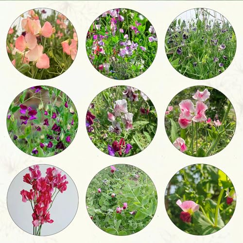 800 pcs wicken samen mehrjährig - duftwicke gartensamen saat blumensaat Lathyrus odoratus,garten pflanzen samen serie sommerblumen samen wildblumensamen blumensaat bonsai topf hochbeet von Generic