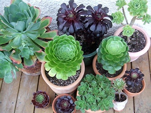 Aeonium Mix Semi Esotico Carino Rare Succulente, 10 Stück von Generic