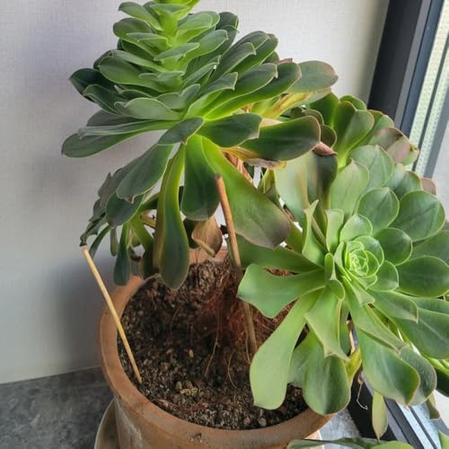 Aeonium arboreum Samen - sukkulenten echte pflanzen geschenke für gartenliebhaber wohnzimmer deko topfpflanzen draußen winterhart balkongewächshäuser kräutergarten zimmerpflanzen 80pcs Aeonium arboreum Samen - sukkulenten echte pflanzen geschenke für gartenliebhaber wohnzimmer deko topfpflanzen draußen winterhart balkongewächshäuser kräutergarten zimmerpflanzen 80pcs von Generic