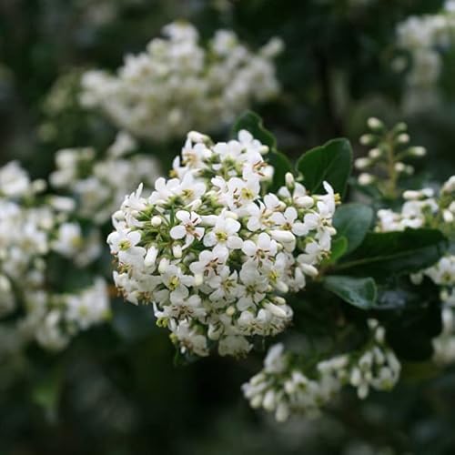 Andenstrauch 'Iveyi' - Escallonia 'Iveyi' 30-40 C - 30-40 cm Topf von Generic