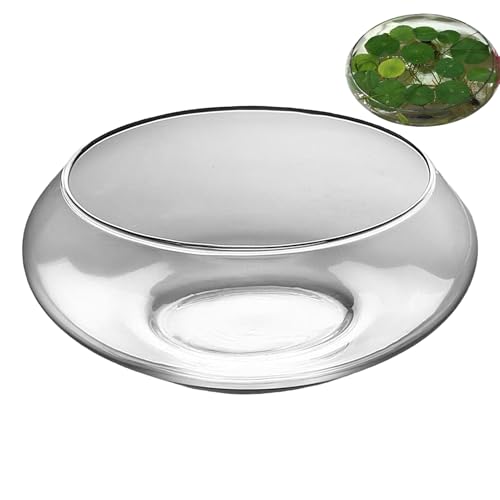 Aquarium aus Glas – niedriger – Fischbecken breit und unten rund für Innendekoration Sukkulenten und Präsentation von Generic