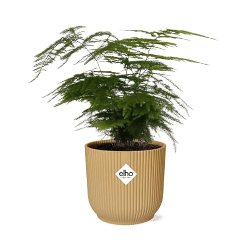 Feder-Spargel - Asparagus Setaceus 'Plumosus' - Zimmerpflanze + Topf Vibes Fold 14cm Gelb von Generic