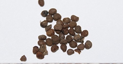 Atropa belladona - Atropa belladonna - Spg - Semi von Generic
