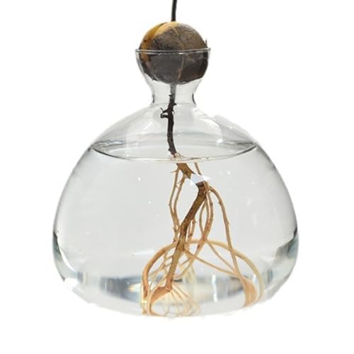 Avocado Samen Starteres Vase | Avocadobaum Vase | Klar Avocado Baum Wächst Glas Pflanzentopf | Kugelglas Glaskugelvase | Kleine Blumenvasen | Pflanzenvase Aus Glas | Avocado Wachstumsvase von Generic