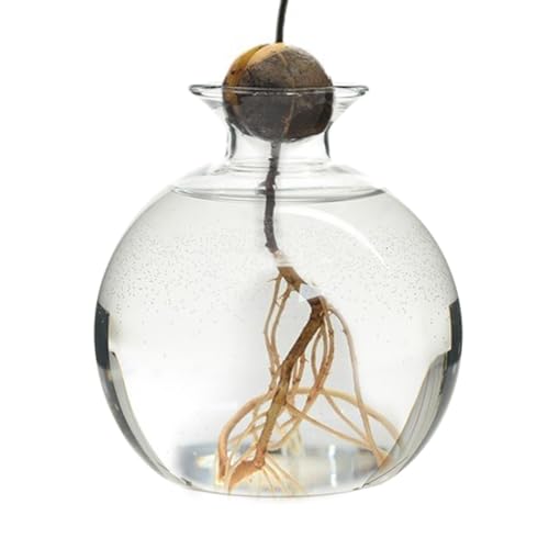 Avocado Vase Samen -TER, Glas Pflanzenvase AvocadobaumAnzuchtset Sprout -TER Hydroponische Vase Transparenter Avocado VasenBlumentopf, Desktop Gartengeschenke von Generic