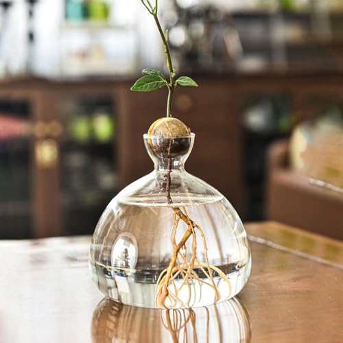 Avocado Vase Samen -TER, Glas Pflanzenvase AvocadobaumAnzuchtset Sprout -TER Hydroponische Vase Transparenter Avocado VasenBlumentopf, Desktop Gartengeschenke von Generic