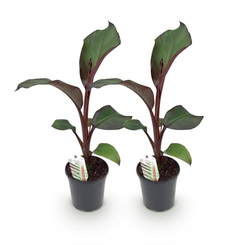 Bananenpflanze Ensete ventricosum Maurelli – 2 Pflanzen – Winterhart – Obstpflanze – Topf Ø17 cm, Höhe ca. 40 cm – Exotischer Blickfang für Garten, Balkon & Terrasse Bananenpflanze Ensete ventricosum Maurelli – 2 Pflanzen – Winterhart – Obstpflanze – Topf Ø17 cm, Höhe ca. 40 cm – Exotischer Blickfang für Garten, Balkon & Terrasse von Generic