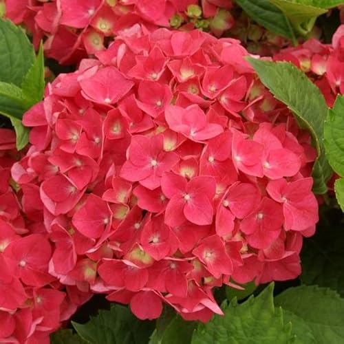 Bauernhortensie 'Leuchtfeuer' - Hydrangea macrophylla 'Leuchtfeuer' - 25-30 cm Topf von Generic