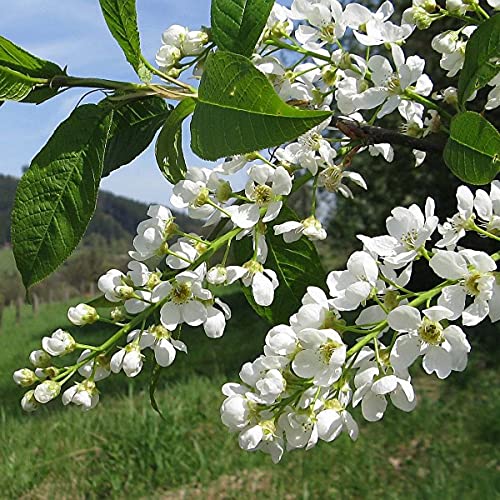 Bird Cherry Tree Seeds | Prunus Padus 20 Seeds:Seeds Only Bird Cherry Tree Seeds | Prunus Padus 20 Seeds:Seeds Only von Generic