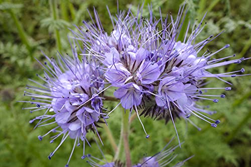 Blauer Rainfarn - Lacy Phacelia - 2000 halb - Tanacetifolia - Fiore del Prato - NPWS von Generic