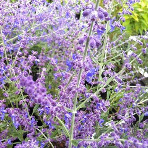 Blauraute 'Little Spire' - Perovskia atriplicifolia 'Little Spire' 30-40 C - 30-40 cm Topf Blauraute 'Little Spire' - Perovskia atriplicifolia 'Little Spire' 30-40 C - 30-40 cm Topf von Generic