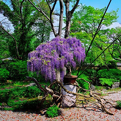 Blauregen Pflanze Winterhart Blauregen Samen Glyzinie - Bonsai Baum Baumsamen - Bonzai Winterhart Balkonpflanzen Exotische Zimmerpflanzen Bonzai Baum - 30 Saatgut(Violett) von Generic