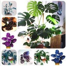 Bloom Green Co. 100 Pz Seltene Palmschildkröte Foglie Monstera in Vaso Bonsai piante nane casa perenne fogliame pianta del Fiore le piante Bonsai Misto: 1 von Generic