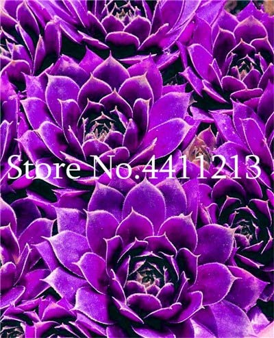 Bloom Green Co. 300 Pcs Sempervivum Bonsai tedesco Le importazioni di fiori in vaso bonsai Succulente radiazioni carnoso pianta Viola Sempervivum tectorum: 7 Bloom Green Co. 300 Pcs Sempervivum Bonsai tedesco Le importazioni di fiori in vaso bonsai Succulente radiazioni carnoso pianta Viola Sempervivum tectorum: 7 von Generic