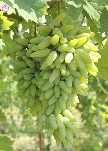 Bloom Green Co. Rare Black Finger Pianta Uva Cimelio Organici di Frutta Naturali Crescita Uva Albero Piante Rampicanti Perenne Giardino delle Piante: 5, 10 Stück Bloom Green Co. Rare Black Finger Pianta Uva Cimelio Organici di Frutta Naturali Crescita Uva Albero Piante Rampicanti Perenne Giardino delle Piante: 5, 10 Stück von Generic