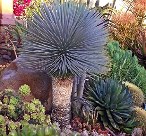 Blu Yucca Rostrata Vecchio Schnabel Yucca esotiche 10 Halb Selten Immergrün, Winterhart Blu Yucca Rostrata Vecchio Schnabel Yucca esotiche 10 Halb Selten Immergrün, Winterhart von Generic
