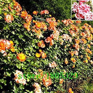Blumen-Samen für Garten Kletterrose 50Pcs Floer Große Förderung Pflanzen Pflanz Bonsai : Seeds Only Blumen-Samen für Garten Kletterrose 50Pcs Floer Große Förderung Pflanzen Pflanz Bonsai : Seeds Only von Generic