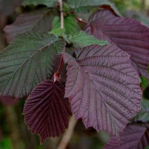 Bluthasel - Corylus maxima 'Purpurea' 60-80 C - von Generic