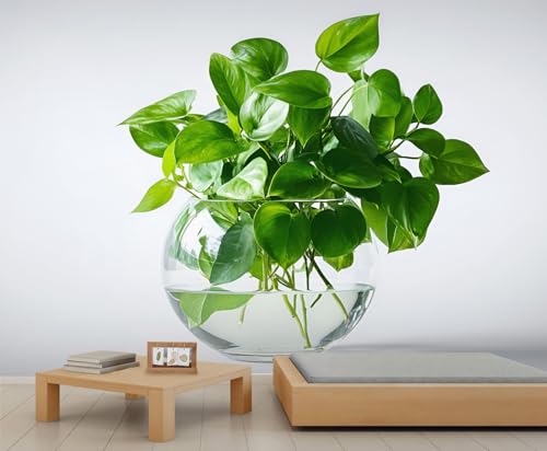 Botanisches Wandbild Grüne Akzenttapete Hydrokulturpflanzen Tapete Natur Kindertapete für Schlafzimmer Wohnzimmer Sofa Fernseher Hintergrund Wandbild Poster Dekor 100 X 70 cm Botanisches Wandbild Grüne Akzenttapete Hydrokulturpflanzen Tapete Natur Kindertapete für Schlafzimmer Wohnzimmer Sofa Fernseher Hintergrund Wandbild Poster Dekor 100 X 70 cm von Generic