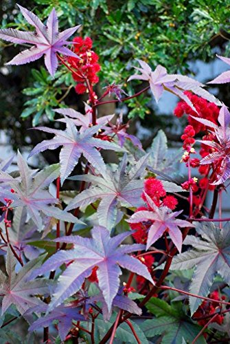 Castor Oil Plant New Zealand Purple Seeds - Ricinus communis - von Generic