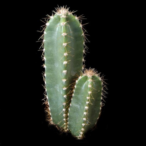 Cereus peruvianus - 20 seeds von Generic