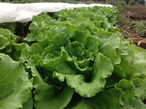 Certified Organic Arianna Batavian Lettuce Seeds (~50): Non-GMO Heirloom Packet: Only Seeds von Generic