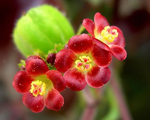 Cespuglio Di Pancia, Jatropha Gossypifolia Raro Semi Succulente Carnivori -30 Semi von Generic