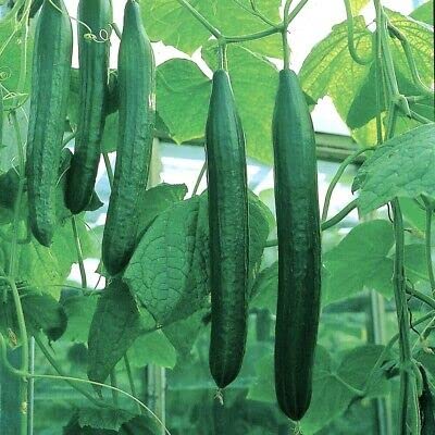 Cetriolo - Saturn F1-5 semi - Cetriolo per insalata - Molto longo fino a 14 "35 cm - NPWS von Generic