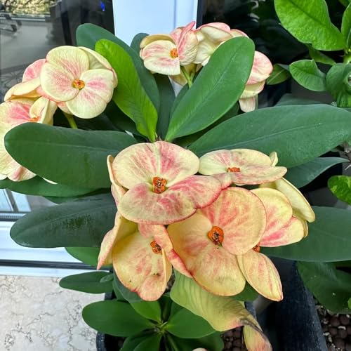 Christusdorn Samen- Christusdorn Pflanze Samen Kaufen- garten geschenk-SchöNe Topfpflanze blumensamen geschenk-fensterbank deko gartendeko für draußen-wohnzimmer deko 150pcs von Generic
