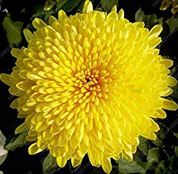 Clear: 100 Stück Wunderschöne Gazania Rigens Samen Blumen Samen für Bonsai Garten Balkon Semillas Gazania Splendens Chrysanthemum Klar : Seeds Only von Generic