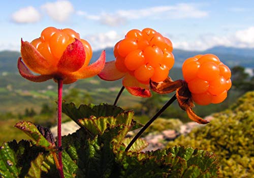 Cloudberry Rubus Chamaemorus Rare Edible Arctic Berry Seeds 10 PCS von Generic
