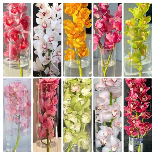 Cymbidium orchidee samen-Orchideen samen- pflanzentopf，schattenpflanzen stauden winterhart mehrjährig，pflanzen samen samen anzucht，pflanzen winterhart draußen gartenpflanzen winterhart 300pcs von Generic