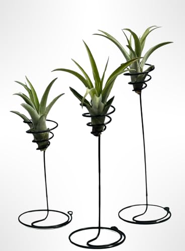 DREI schöne stehende Spiralen mit Tillandsia Capitata Pfirsich. von Generic