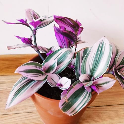 Dreimasterblume pflanze samen (Tradescantia zebrina)， indoor plants，blumensamen geschenk bonsai samen，winterharte pflanzen für garten büropflanzen，pflanzen garten deko wohnzimmer 150pcs von Generic