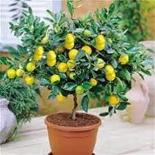 Dwarf lime tree seeds: Seeds Only von Generic