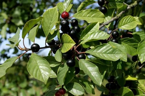 Echter Faulbaum Rhamnus frangula Pflanze 90-100cm Schießbeere Pulverholz Rarität Echter Faulbaum Rhamnus frangula Pflanze 90-100cm Schießbeere Pulverholz Rarität von Generic