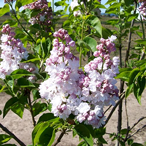 Edelflieder 'Belle De Nancy' - Syringa vulgaris 'Belle De Nancy' 40-60 C - 40-60 cm Topf von Generic