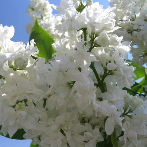 Edelflieder 'Madame Lemoine' - Syringa vulgaris 'Madame Lemoine' 40-60 C - 60-80 cm Topf von Generic