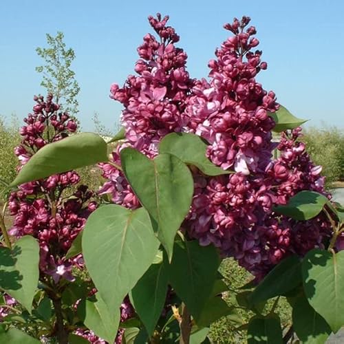 Edelflieder 'Mrs. Edward Harding' - Syringa vulgaris 'Mrs. Edward Harding' 40-60 C - 40-60 cm Topf von Generic