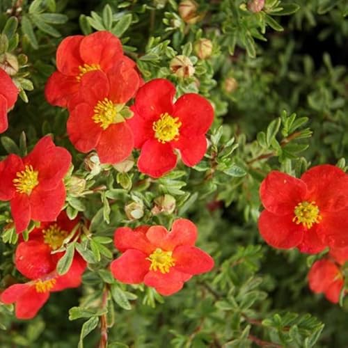 Fingerstrauch 'Marian Red Robin' - Potentilla fruticosa 'Marian Red Robin' 25-30 C - 25-30 cm Topf Fingerstrauch 'Marian Red Robin' - Potentilla fruticosa 'Marian Red Robin' 25-30 C - 25-30 cm Topf von Generic
