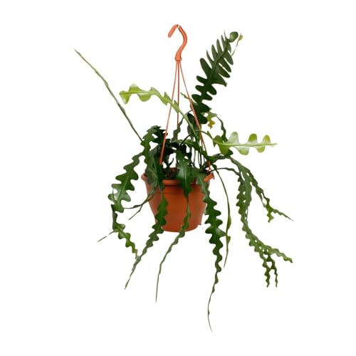 Fischgrätenkaktus – Epiphyllum anguliger – Zimmerpflanze - 35 cm – Ø17 cm – Hängepflanze mit gezackten Blättern – Exotisch & pflegeleicht von Generic