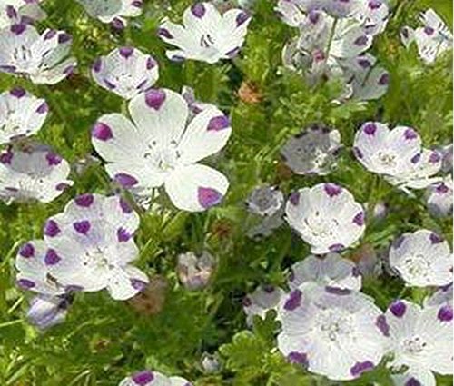 Five Spot (Nemophila Maculata) - 100 Seeds : Seeds Only von Generic
