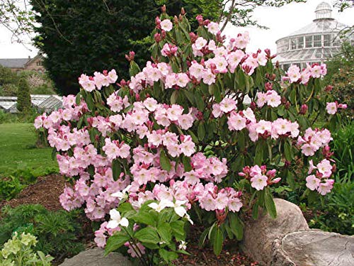 Fortune-Rhododron -25 Samen -Rhododron Fortune- Evergreen blühender St : Seeds Only Fortune-Rhododron -25 Samen -Rhododron Fortune- Evergreen blühender St : Seeds Only von Generic