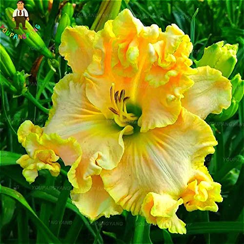 Fresh 100 x Daylily Flower Seeds to Plant Yellow : Seeds Only von Generic