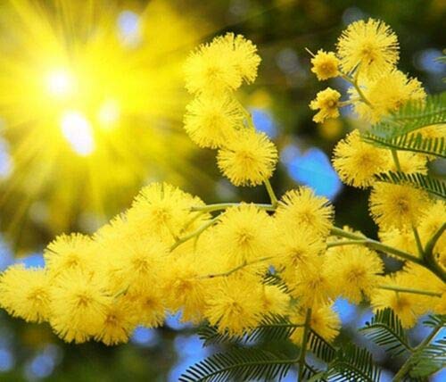 Fresh Seeds - Silver Wattle - Yellow Mimosa - Acacia Dealbata - 40 Seeds - Tree Seeds von Generic