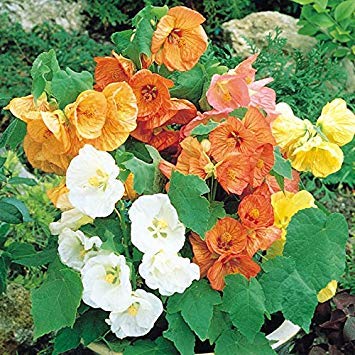 Frische 30 Semi Abutilon Bella Fiore Mischung Frische 30 Semi Abutilon Bella Fiore Mischung von Generic