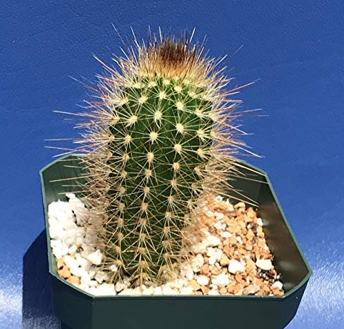 GERMINATION SEEDS: Pilosocereus Leucocephalus in a 4" POT, to be started KAKTUS PLANT: Seeds Only von Generic