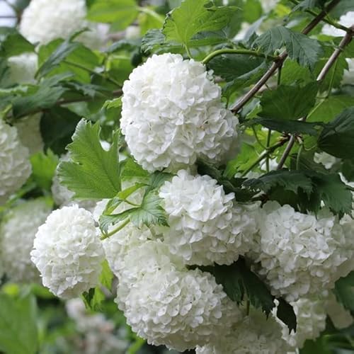 Gemeiner Schneeball - Viburnum opulus 40-60 C - 40-60 cm Topf von Generic